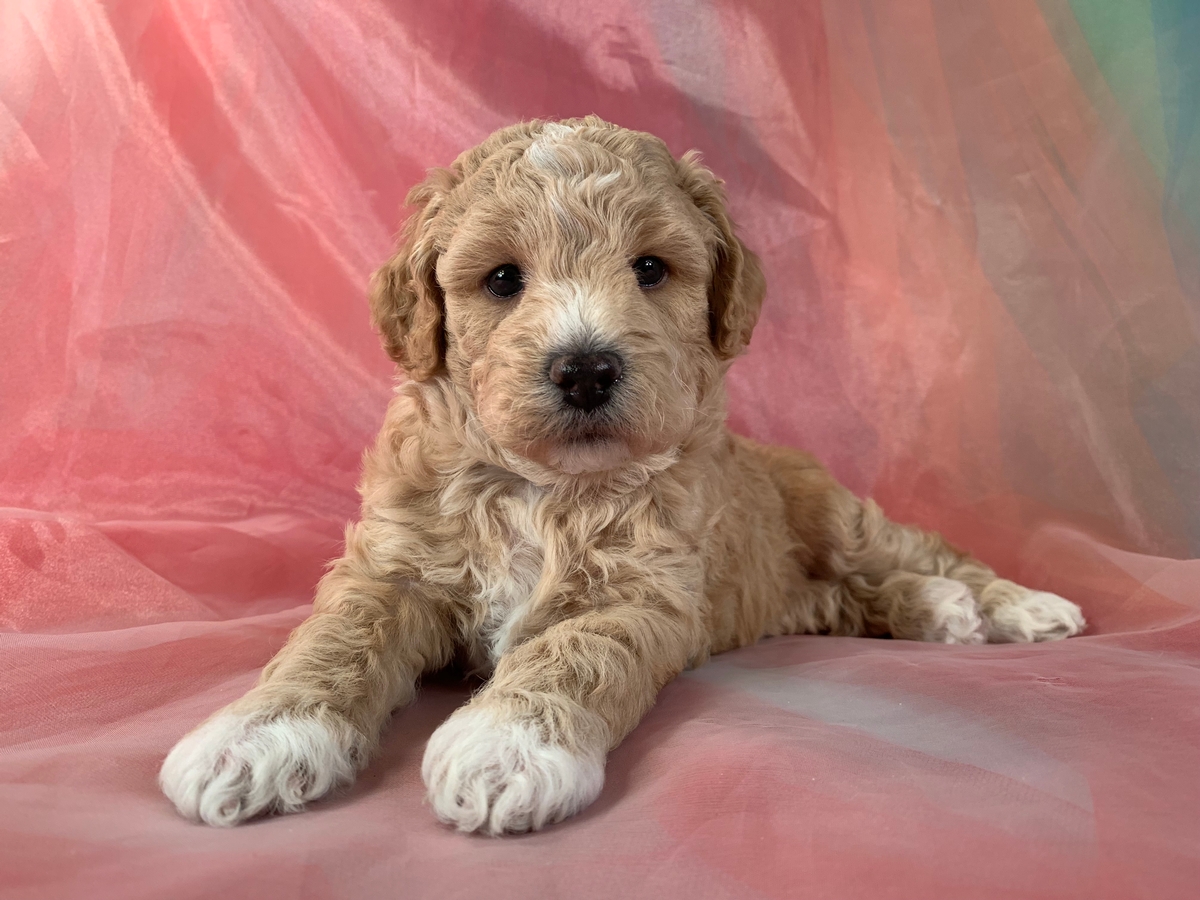 Male Bichon Poo Puppy for Sale $1200 DOB 5-7-2022
